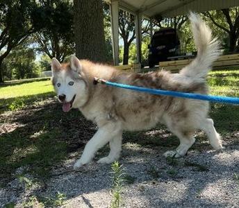 Hoosier, Mixed Breed, adult, available for adoption