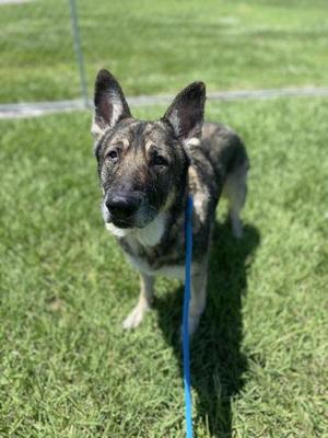 Chef, Shepherd / Mixed Breed, senior, available for adoption