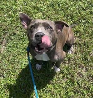 Brutus, Mixed Breed, adult, available for adoption