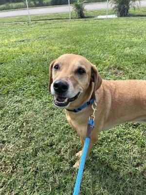 A brown dog with a blue leash standing on grass