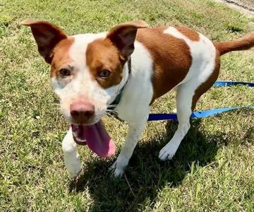 Dewey, Mixed Breed, adult, available for adoption