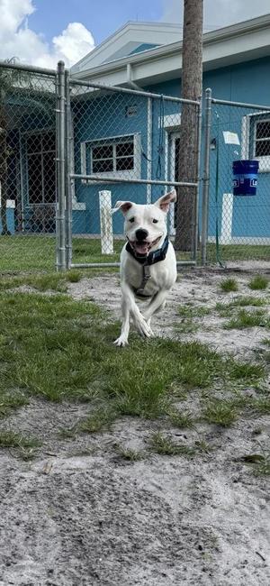 Cocarina, Mixed Breed, adult, available for adoption