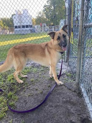A German Shepherd dog standing on a leash near a chain-link fence.