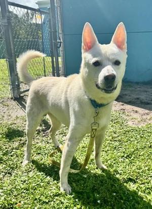 Angel, Mixed Breed, adult, available for adoption