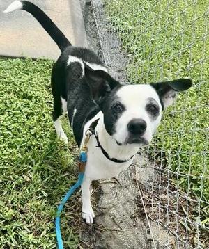 Fiona, Mixed Breed, senior, available for adoption