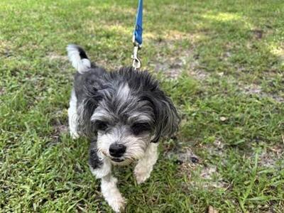 Gummy Bear, Shih Tzu / Mixed Breed, adult, available for adoption