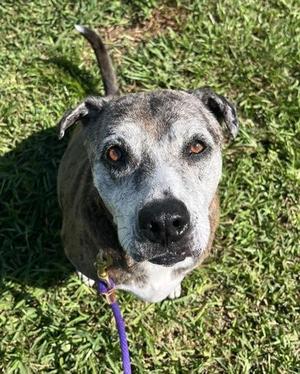 Agnes, Mixed Breed, adult, available for adoption