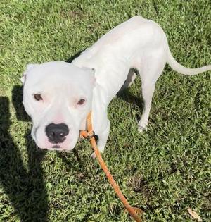 Eminem, Mixed Breed, adult, available for adoption