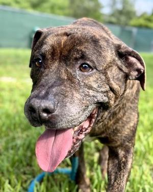 Barrel, Mixed Breed, adult, available for adoption