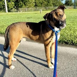 Biscuit, Mixed Breed, adult, available for adoption