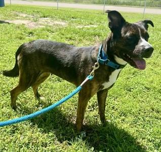 Hazel, Mixed Breed, adult, available for adoption