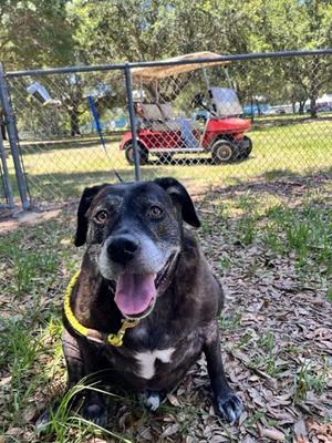Ellen, Mixed Breed, adult, available for adoption