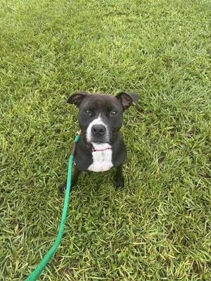 A black and white dog with a green leash standing on grass.