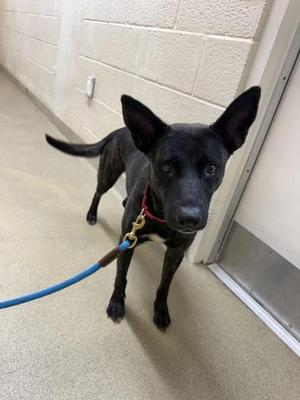 Fuji, Mixed Breed, adult, available for adoption