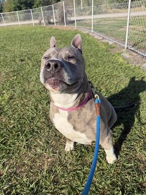 Diamond, Mixed Breed, senior, available for adoption