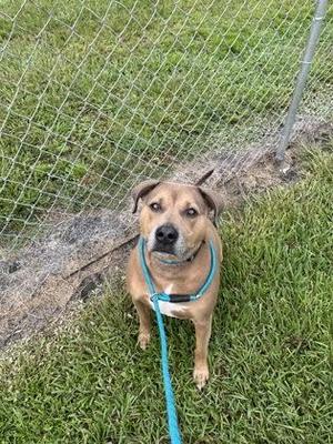 a brown dog wearing a blue leash standing on grass near a chain-link fence