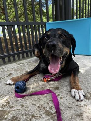 Jackie, Mixed Breed, adult, available for adoption