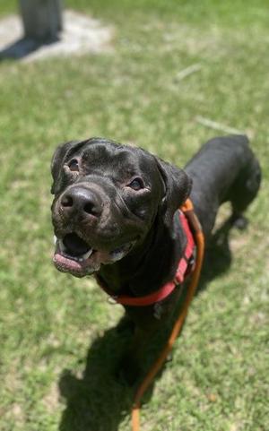 DJ, Mastiff / Cane Corso, adult, available for adoption