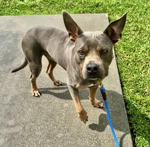 Diesel, Mixed Breed, adult, available for adoption