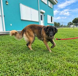 Betsy, Mixed Breed, adult, available for adoption