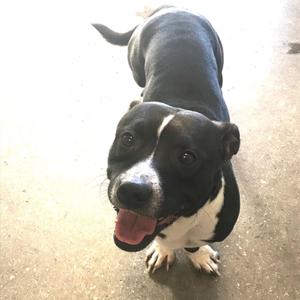A black and white dog with a happy expression, looking up at the camera.