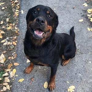 Tobias, Rottweiler, adult, available for adoption