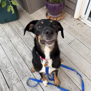 Cindy, Mixed Breed, adult, available for adoption