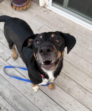 Cindy, Mixed Breed, adult, available for adoption