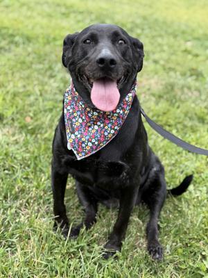 Bergan, Black Labrador Retriever, senior, available for adoption