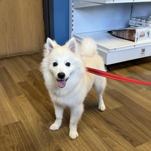 Jersey, American Eskimo Dog / Klee Kai, puppy, available for adoption