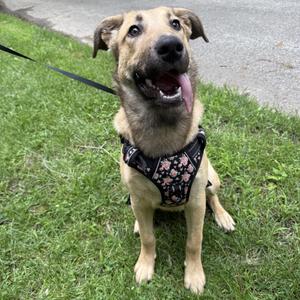 Caramel, German Shepherd Dog, puppy, available for adoption