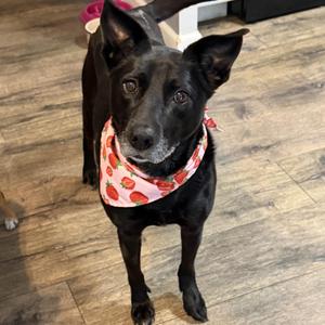 Violet, Black Labrador Retriever / Australian Kelpie, adult, available for adoption