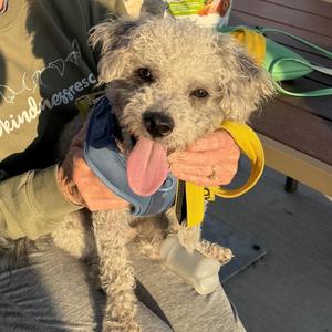 Fonzie, Poodle / Miniature Schnauzer, puppy, available for adoption
