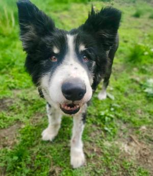 Monty, Alaskan Malamute, adult, available for adoption