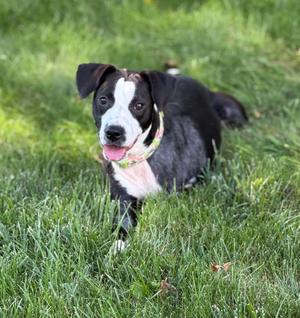 A black and white dog with a pink collar is lying on a grassy field, looking up with its mouth open and tongue out.