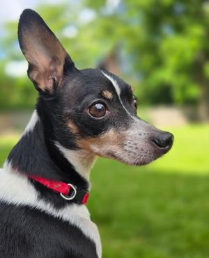 Scooter, Rat Terrier / Chihuahua, senior, available for adoption