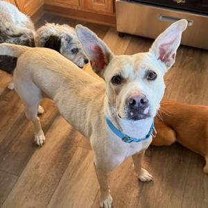 Elsie Bell, Mixed Breed, adult, available for adoption