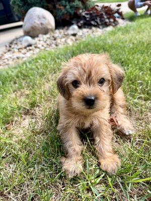 Garbonzo, Maltese / Yorkshire Terrier, puppy, available for adoption