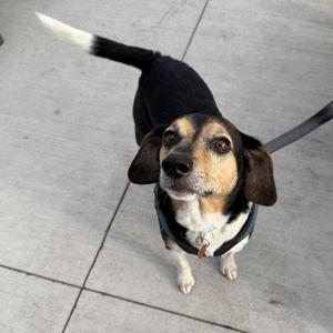 A black and tan dog with floppy ears and a white-tipped tail is standing on a tiled surface, looking up at the camera. The dog is wearing a black harness and a leash is visible.