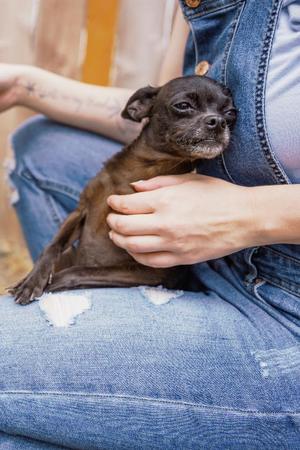 StellaLuna, Chihuahua / Pug, adult, available for adoption