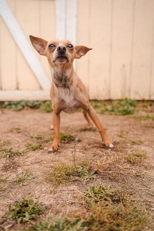 A small brown dog with large ears standing on a dirt ground, looking up.
