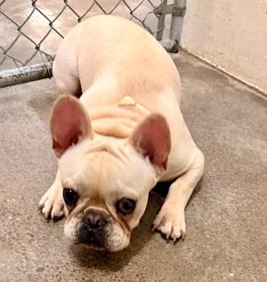 Joey B, French Bulldog, puppy, available for adoption