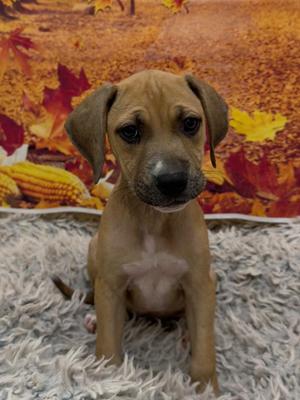 Peach, Mixed Breed, puppy, available for adoption