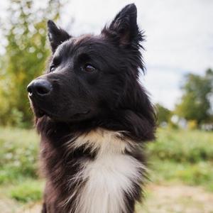 Cosmo Kramer, Shepherd / Mixed Breed, adult, available for adoption