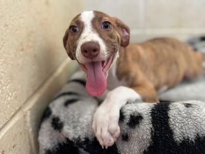 Boba, Mixed Breed, puppy, available for adoption