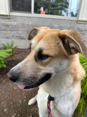Jessica - Sponsored by River, Ben & Danny, German Shepherd Dog / Labrador Retriever, young, available for adoption