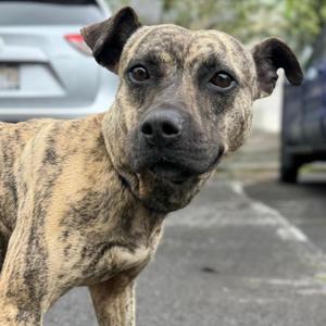 Hina, Australian Kelpie / Mountain Cur, young, available for adoption