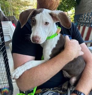Mochi, Mixed Breed, puppy, available for adoption
