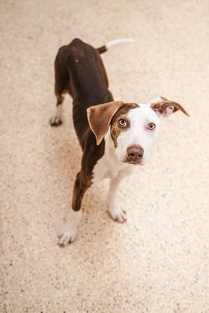 Mochi, Pit Bull Terrier / Greyhound, puppy, available for adoption