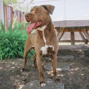 Jenni - In memory of Lily Rose Nunziati, Chocolate Labrador Retriever / Mixed Breed, adult, available for adoption